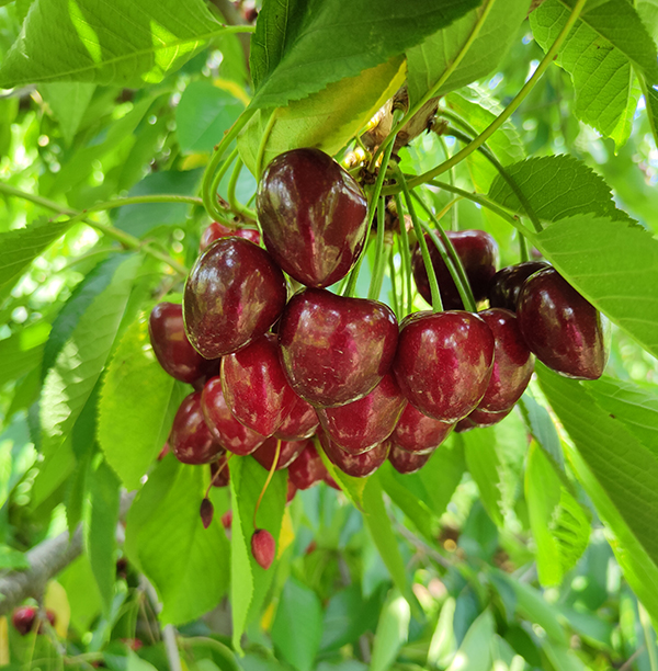 Frutti al momento del rilievo effettuato in fase di raccolta